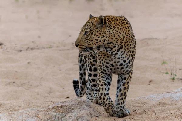 Maschio Leopardo Che Cammina Lungo Fiume Sabbia Nella Riserva Caccia — Foto Stock