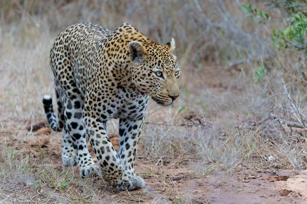 Hombre Leopardo Caminando Alrededor Del Río Sand Reserva Caza Sabi — Foto de Stock