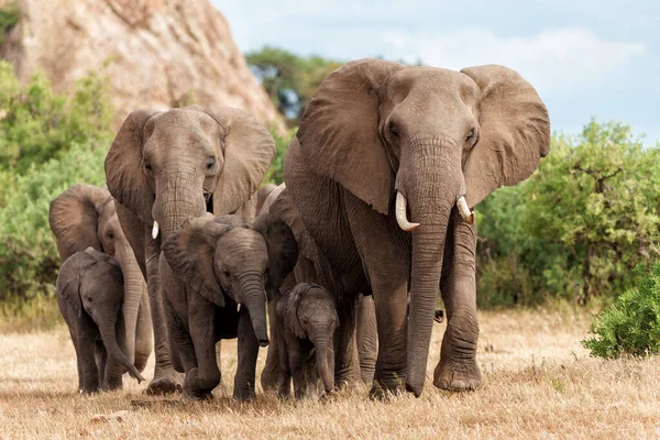Stádo Slonů Kráčející Rezervaci Mashatu Bloku Tuli Botswaně — Stock fotografie
