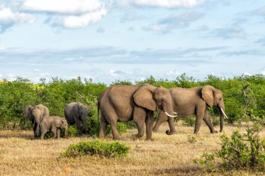 Botsvana 'daki Tuli Bloğunda Mashatu oyun parkında yürüyen fil sürüsü.