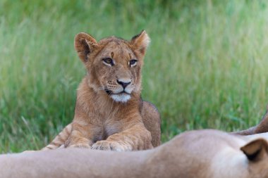 Aslan (Panthera leo) yavrusu dinleniyor. Bu aslan yavruları Botsvana 'daki Okavango Deltası' nda dinleniyor.
