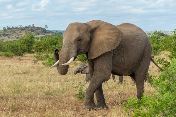 Elefánt Csorda Sétál Mashatu Game Reserve Tuli Blokk Botswana — Stock Fotó