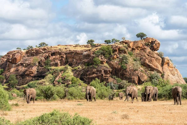 Elephant Herd Walking Mashatu Game Reserve Tuli Block Botswana — Stock Photo, Image