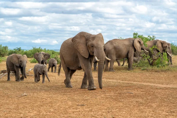 Rebanho Elefantes Caminhando Reserva Caça Mashatu Bloco Tuli Botsuana — Fotografia de Stock