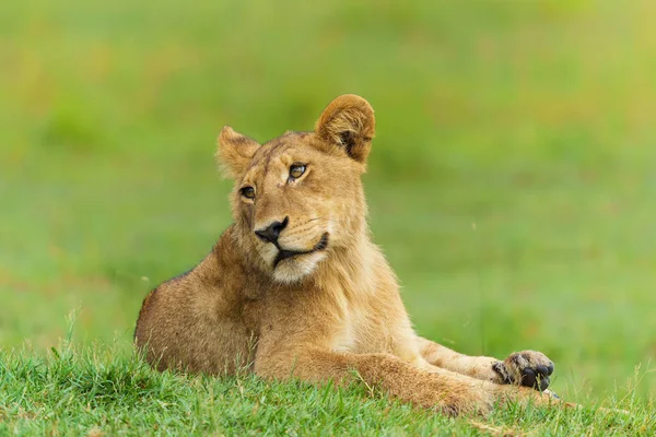 Odpoczynek Lwa Panthera Leo Lwie Młode Spoczywają Równinach Delcie Okavango — Zdjęcie stockowe