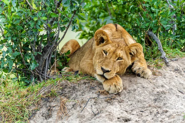 Odpoczynek Lwa Panthera Leo Lwie Młode Spoczywają Równinach Delcie Okavango — Zdjęcie stockowe