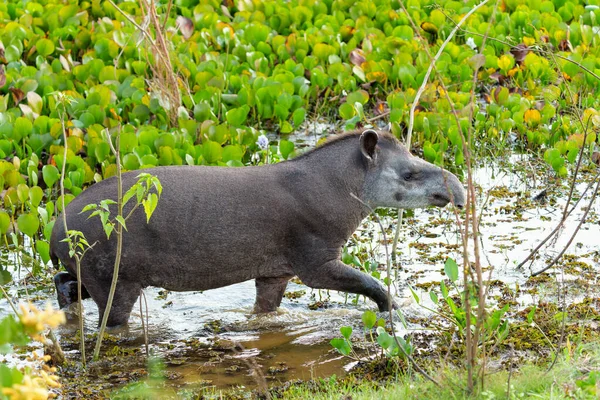 Güney Amerika Tapiri Tapirus Terrestris Brezilya Kuzey Pantanal Dolaşarak Yiyecek — Stok fotoğraf