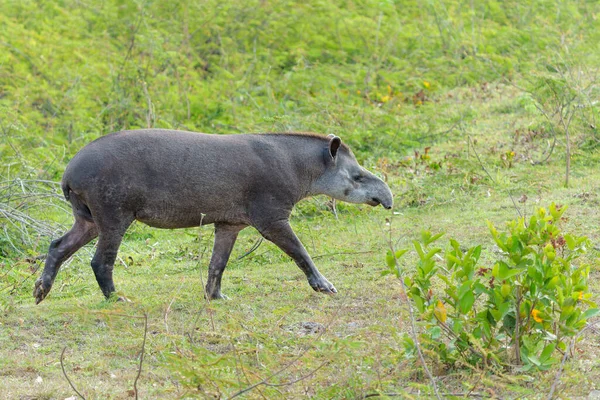 Zuid Amerikaanse Tapir Tapirus Terrestris Ook Wel Het Braziliaanse Tapir — Stockfoto