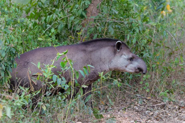 Tapirus Terrestris Juga Disebut Tapir Brasil Atau Tapir Dataran Rendah — Stok Foto