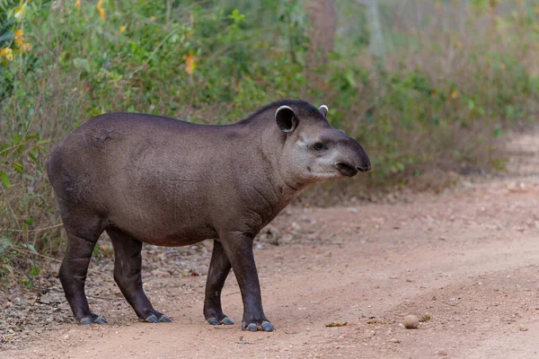 Südamerikanischer Tapir Tapirus Terrestris Auch Brasilianischer Tapir Oder Tieflandtapir Genannt — Stockfoto