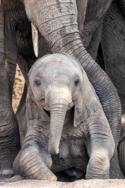 Bebé Elefante Descansando Lecho Del Río Reserva Caza Mashatu Bloque — Foto de Stock