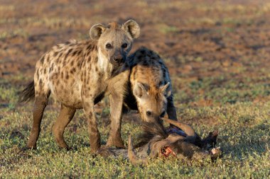 Botsvana 'daki Tuli Bloğundaki Mashatu Oyun Rezervi' nde bir antilobun leşinden yemek yerken görüldü.