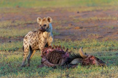 Botsvana 'daki Tuli Bloğundaki Mashatu Oyun Rezervi' nde bir antilobun leşinden yemek yerken görüldü.