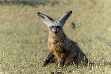 Yarasa kulaklı tilki (Otocyon megalotis) yetişkin Botswana 'daki Tuli Bloğundaki Mashatu Oyun Rezervi' nde takılıyor.