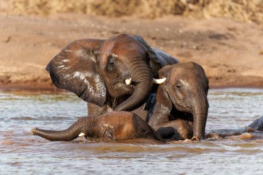  Botsvana 'nın Tuli Bloğundaki Mashatu Oyun Rezervi' nde oynayan ve banyo yapan fil boğalar..