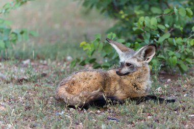 Yarasa kulaklı tilki (Otocyon megalotis) yetişkin Botswana 'daki Tuli Bloğundaki Mashatu Oyun Rezervi' nde takılıyor.