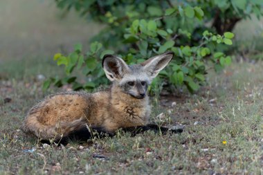 Yarasa kulaklı tilki (Otocyon megalotis) yetişkin Botswana 'daki Tuli Bloğundaki Mashatu Oyun Rezervi' nde takılıyor.