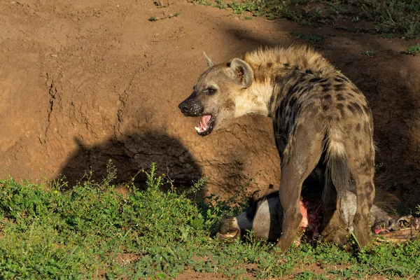 Zauważona Hiena Crocuta Crocuta Jedząca Tuszy Dzikiego Zwierzęcia Rezerwacie Gier — Zdjęcie stockowe
