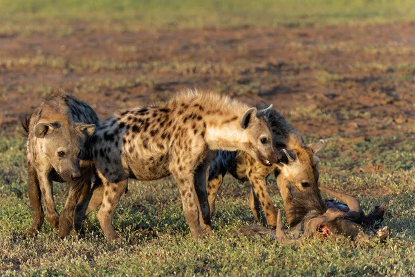 Spotted Hyena Crocuta Crocuta Eating Carcass Wildebeest Mashatu Game Reserve — Stock Photo, Image