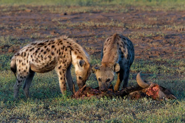 Spotted Hyena Crocuta Crocuta Eating Carcass Wildebeest Mashatu Game Reserve — Stock Photo, Image