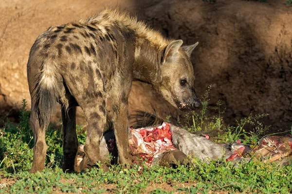 Spotted Hyena (Crocuta crocuta) eating from the carcass of a wildebeest in Mashatu Game Reserve in the Tuli Block in Botswana