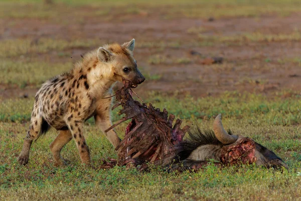 Spatřena Hyena Crocuta Crocuta Jíst Jatečně Upraveného Těla Pakambaly Rezervaci — Stock fotografie