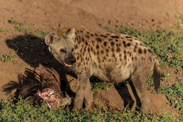 Spatřena Hyena Crocuta Crocuta Jíst Jatečně Upraveného Těla Pakambaly Rezervaci — Stock fotografie