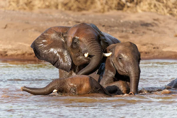 Gajah Jantan Bermain Dan Mandi Sungai Mashatu Game Reserve Blok — Stok Foto