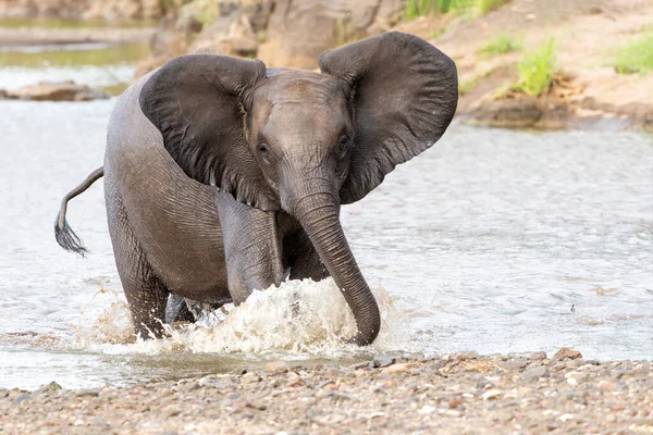 Gajah Banteng Marah Keluar Sungai Setelah Mandi Dan Menunjukkan Perilaku — Stok Foto