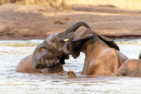 Toros Elefantes Jugando Tomando Baño Río Reserva Caza Mashatu Tuli —  Fotos de Stock