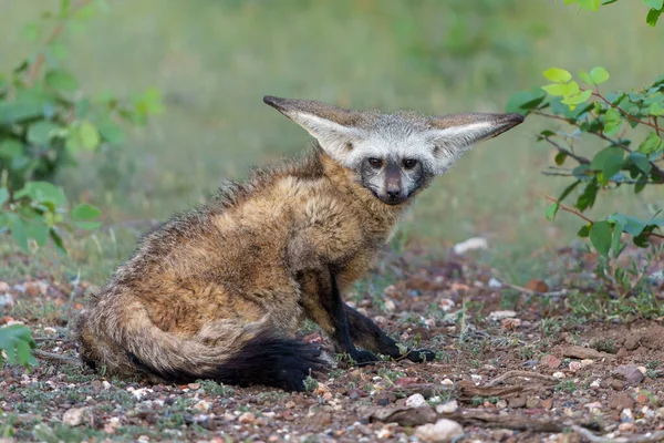 Bat Eared Fox Otocyon Megalotis Dewasa Berkeliaran Sekitar Sarang Mashatu — Stok Foto