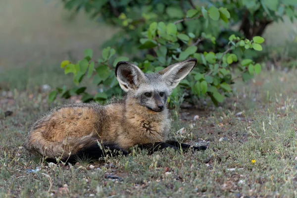 ボツワナのトゥリ ブロックにあるマシャツ ゲーム リザーブの庭にぶら下がっているコウモリの耳狐 Otocyon Megalotis — ストック写真