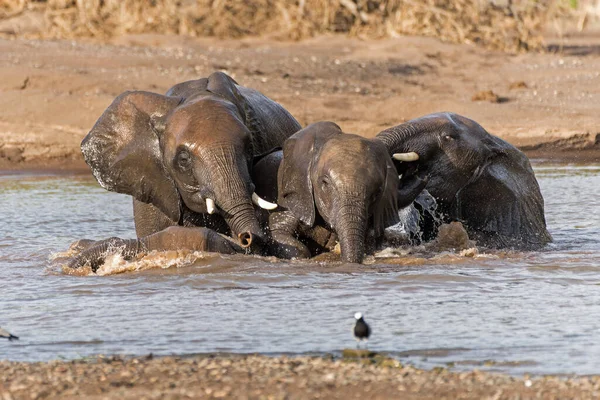 Toros Elefantes Jugando Tomando Baño Río Reserva Caza Mashatu Tuli —  Fotos de Stock
