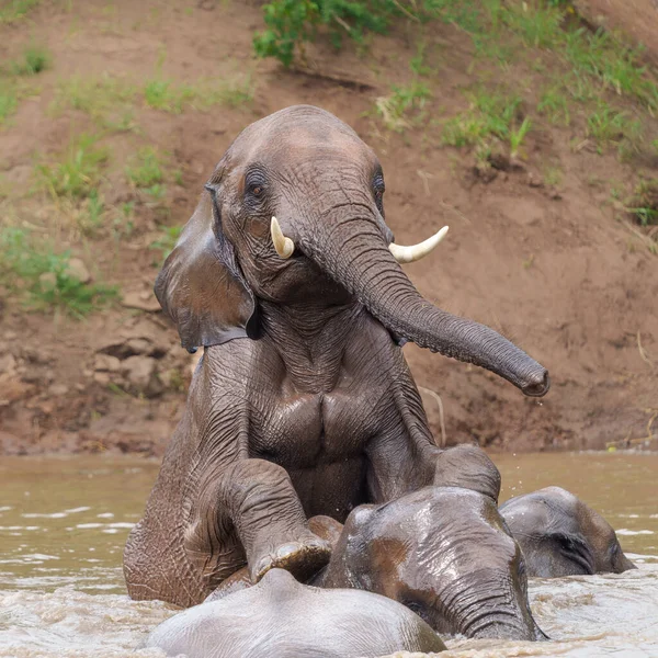 Toros Elefantes Jugando Tomando Baño Río Reserva Caza Mashatu Tuli — Foto de Stock