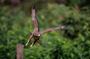 Common Buzzard (Buteo buteo) searching for food in the forest of Noord Brabant in the Netherlands.