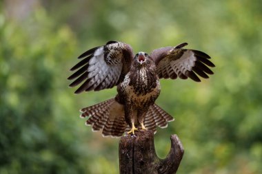 Common Buzzard (Buteo buteo) searching for food in the forest of Noord Brabant in the Netherlands.