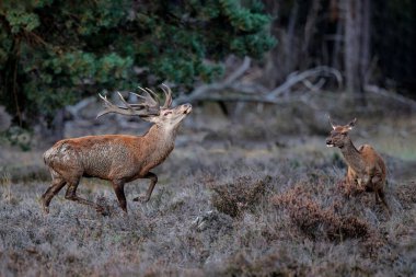 Kızıl geyik (Cervus elaphus), Hollanda 'daki Ulusal Park Hoge Veluwe ormanındaki bir çalılık arazide çiftleşme mevsiminde baskın davranışlar sergiliyor.