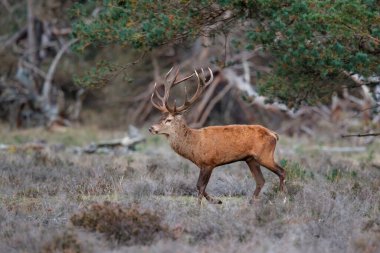 Kızıl geyik (Cervus elaphus), Hollanda 'daki Ulusal Park Hoge Veluwe ormanındaki bir çalılık arazide çiftleşme mevsiminde baskın davranışlar sergiliyor.