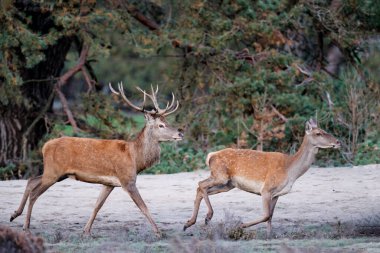 Kızıl geyik (Cervus elaphus), Hollanda 'daki Ulusal Park Hoge Veluwe ormanındaki bir çalılık arazide çiftleşme mevsiminde baskın davranışlar sergiliyor.