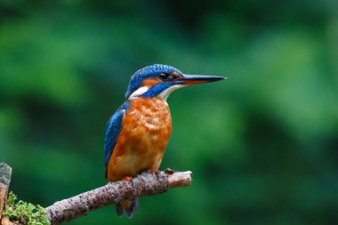Avrupa 'da yaygın olarak görülen Kingfisher (Alcedo), Hollanda' da yeşil arka planda bir ormanda balık yakalamak için havuzun üzerindeki bir dalda oturmaktadır.