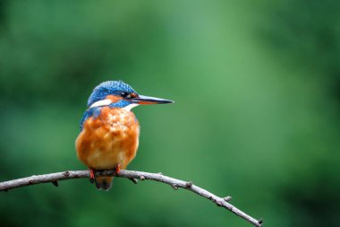 Avrupa 'da yaygın olarak görülen Kingfisher (Alcedo), Hollanda' da yeşil arka planda bir ormanda balık yakalamak için havuzun üzerindeki bir dalda oturmaktadır.