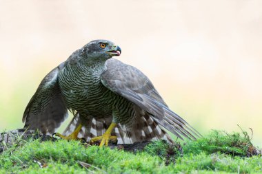 Kuzey Şahini (accipiter gentilis) Hollanda 'daki Noord Brabant ormanında yiyeceğini koruyor.