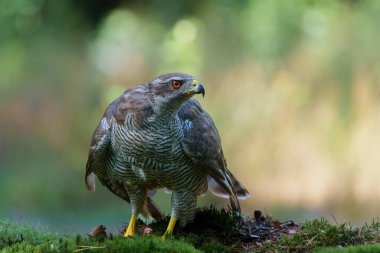 Kuzey Şahini (accipiter gentilis) Hollanda 'daki Noord Brabant ormanında yiyeceğini koruyor.
