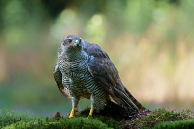 Kuzey Şahini (accipiter gentilis) Hollanda 'daki Noord Brabant ormanında yiyeceğini koruyor.