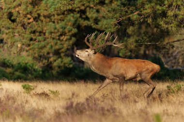 Kızıl geyik (Cervus elaphus), Hollanda 'daki Ulusal Park Hoge Veluwe ormanındaki bir çalılık arazide çiftleşme mevsiminde baskın davranışlar sergiliyor.