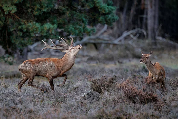 オランダの国立公園Hoge Veluweの森の牧草地でのルーティングシーズンに支配的な行動を示す赤い鹿 Cervus Elaphus スタッグ — ストック写真