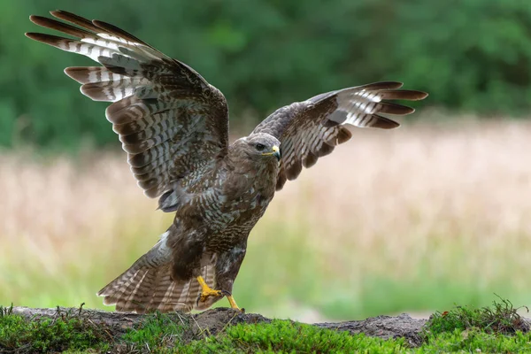 Common Buzzard Buteo Buteo Searching Food Forest Noord Brabant Netherlands — Foto de Stock