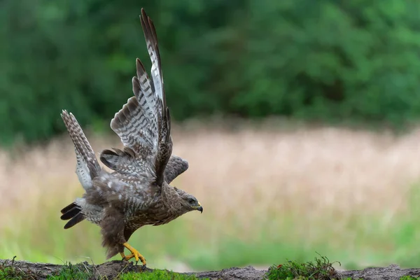 Common Buzzard Buteo Buteo Searching Food Forest Noord Brabant Netherlands — Stockfoto