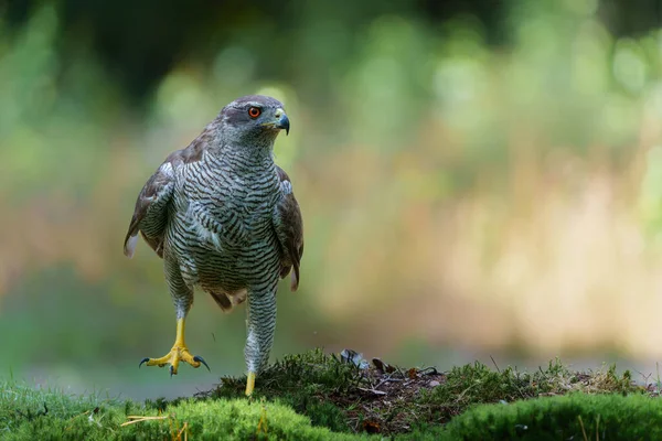 荷兰Noord Brabant森林中保护自己食物的北方福鹰 解放动物 — 图库照片
