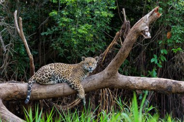 Jaguar (Panthera onca) Brezilya 'nın Mata Grosso kentindeki Kuzey Pantanal' da dinleniyor.